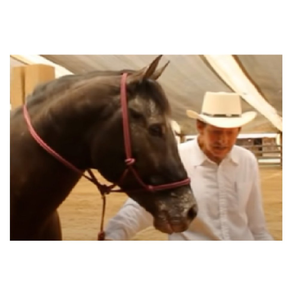 Sierra Horse Halter, The Original Gentle Training Tool #horsetack -FAR012-